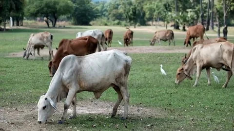 Is our Beef Grass fed?